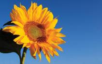 Sunflower. jpg